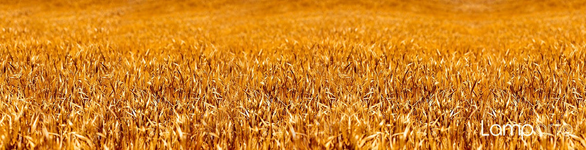 Golden Wheat Field
