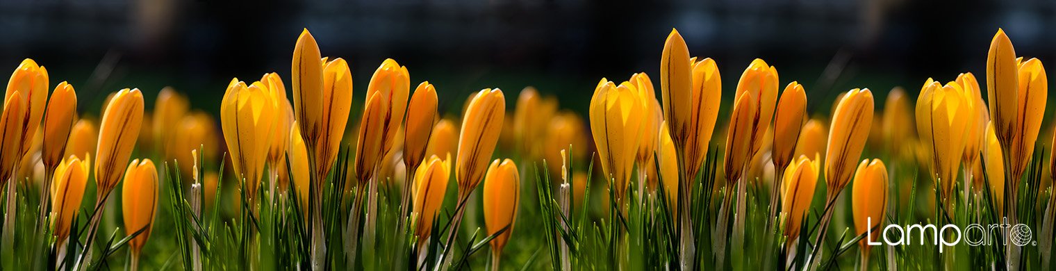 Yellow Crocus