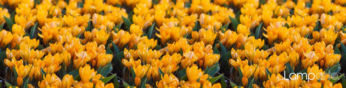 Golden Crocus