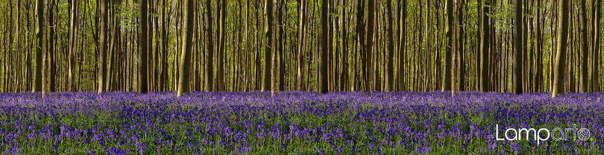 Blue Forest