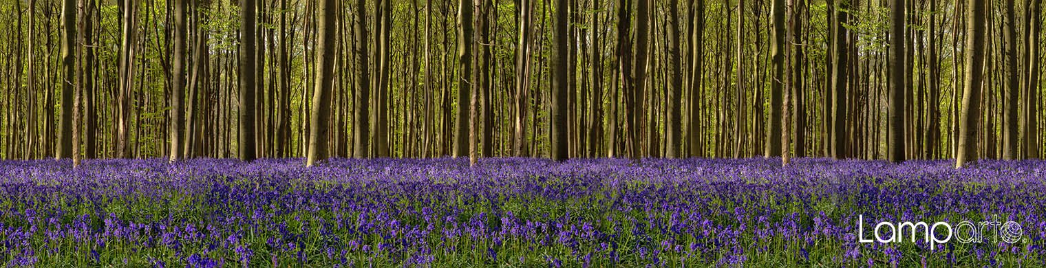 Blue Forest