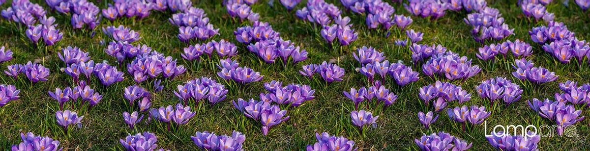 Purple Crocus