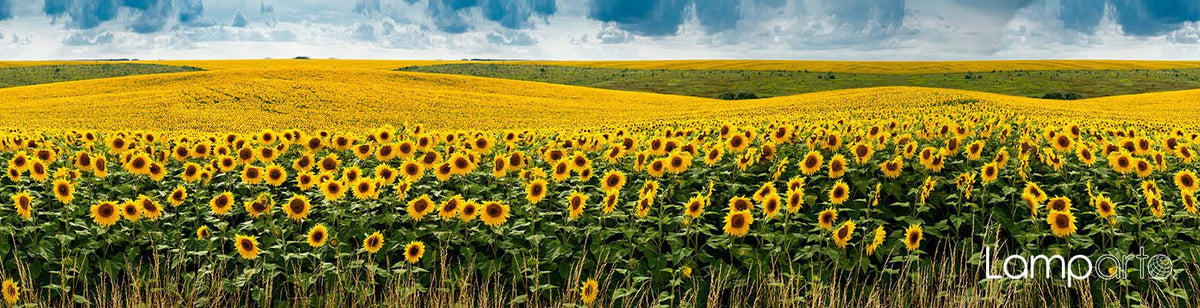 Sunflower Field