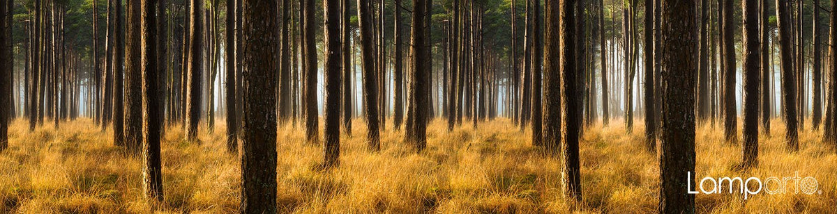 Forest Pines 1