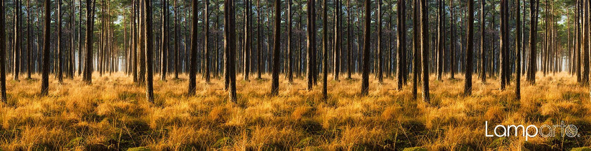 Forest Pines 2