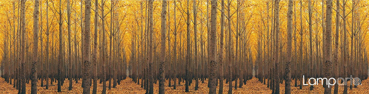 Autumn Foliage