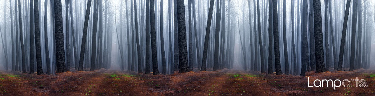 Misty Forest