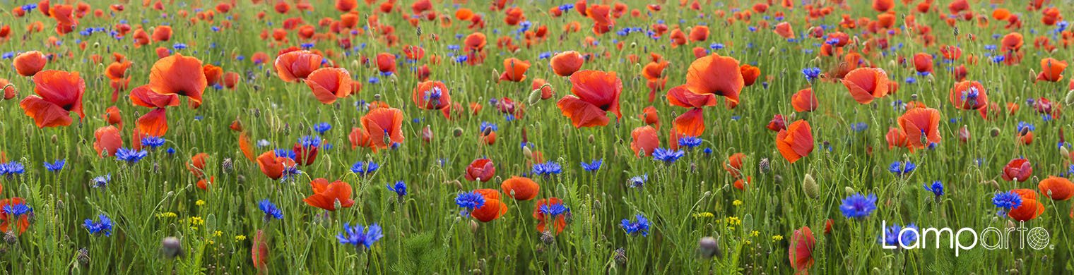 Wild Poppies