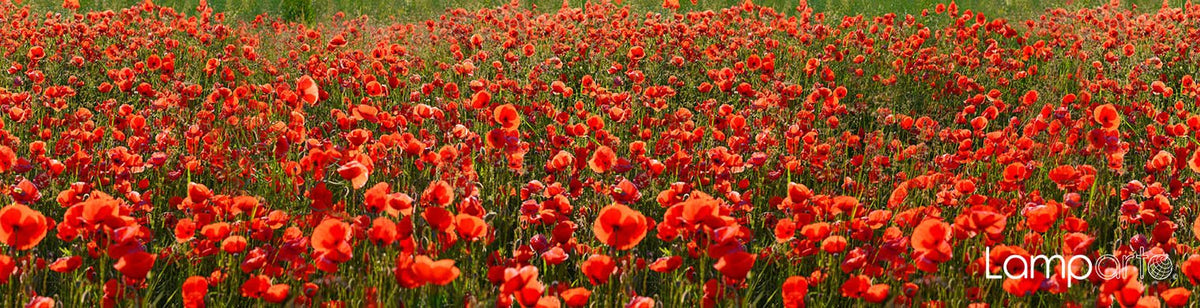 Field Poppies