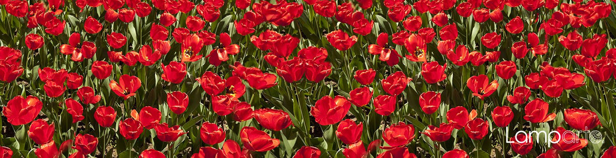 Red Tulips