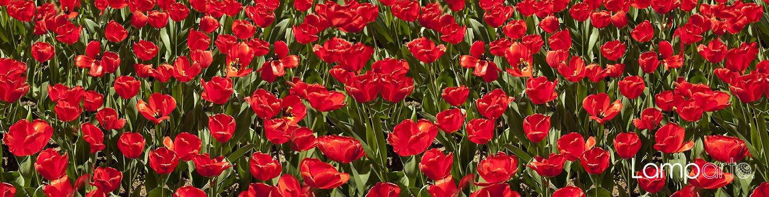 Red Tulips
