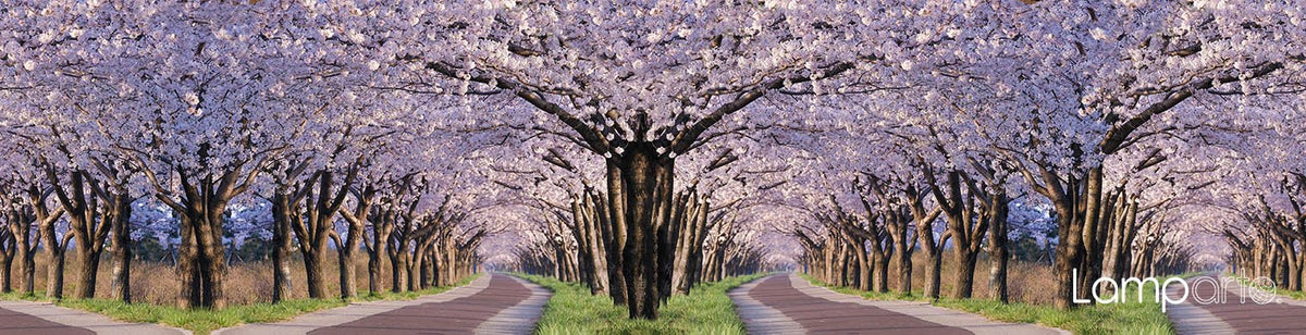 Cherry Blossom