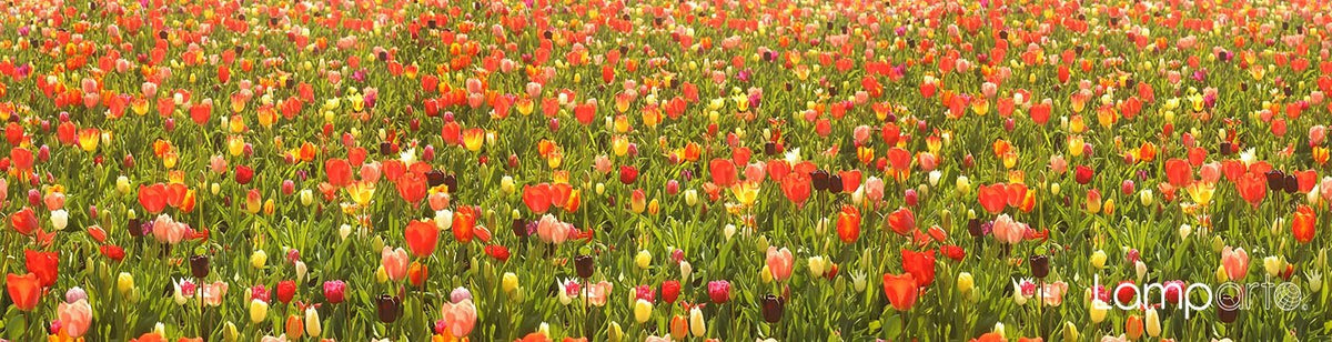 Tulip farm