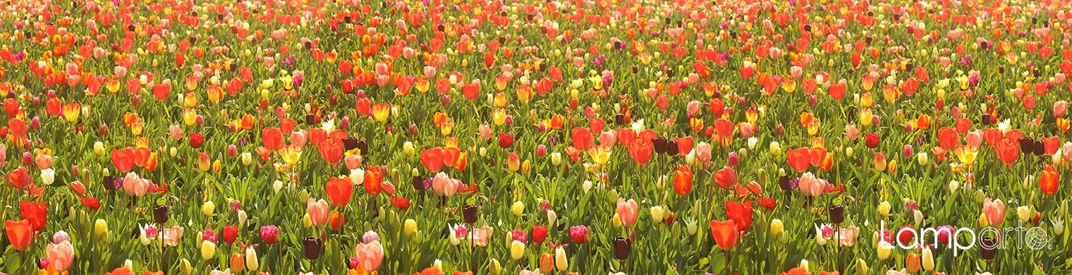 Tulip farm