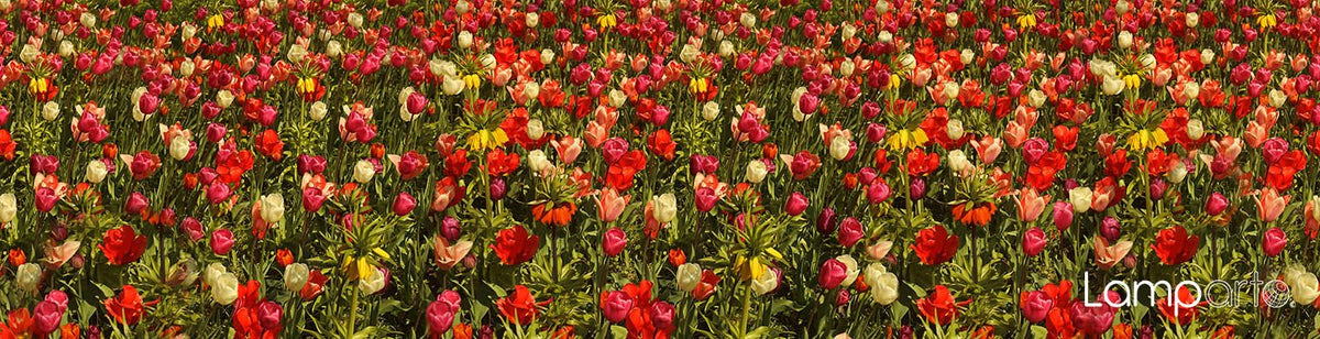 Tip toe through the tulips