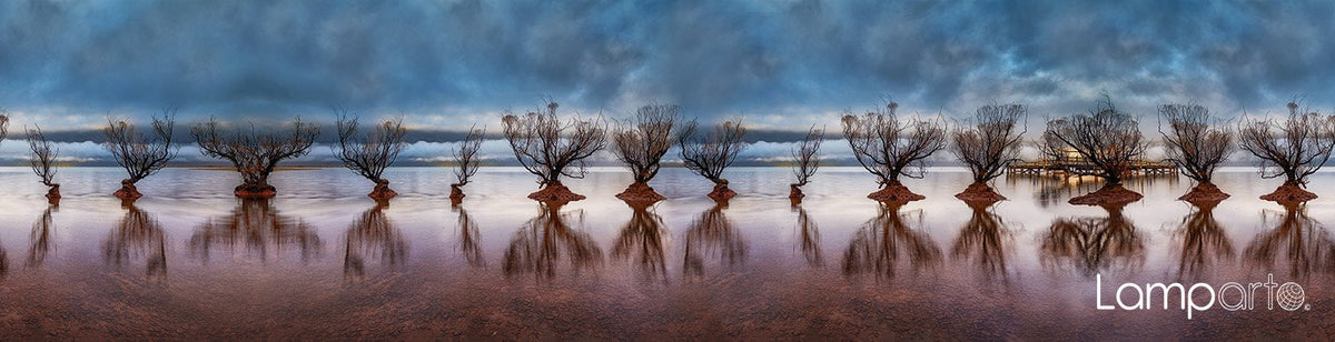 Willow Trees