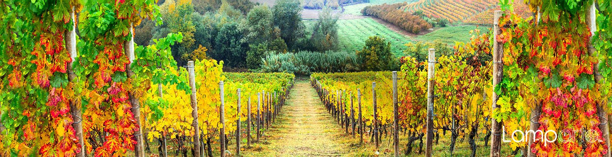 Autumn Vines