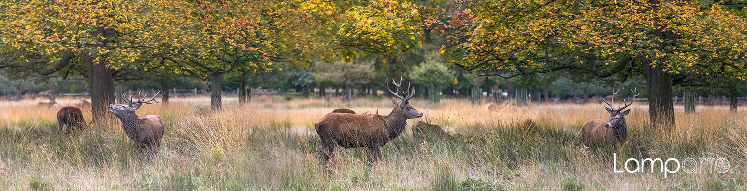 Richmond Park Deer