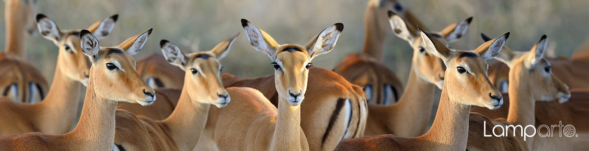 Graceful Impala