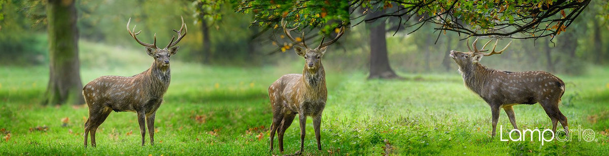 Hokkaido Sika Deer