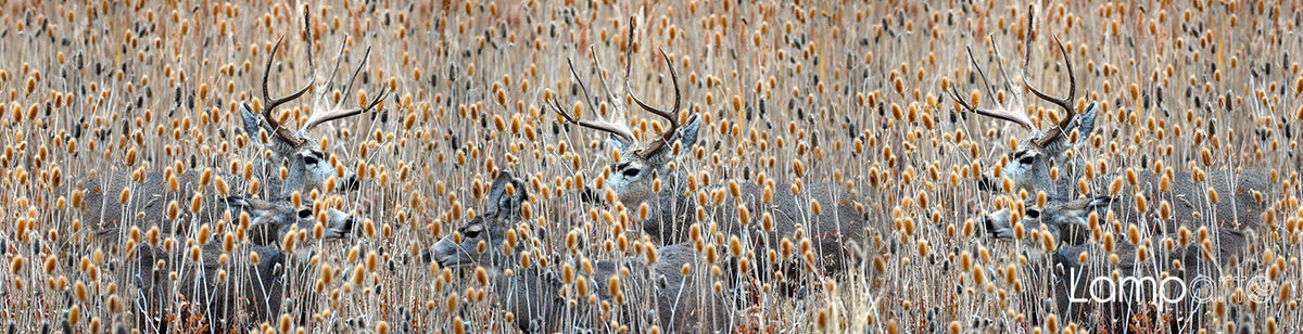 Rocky Mountain Deer
