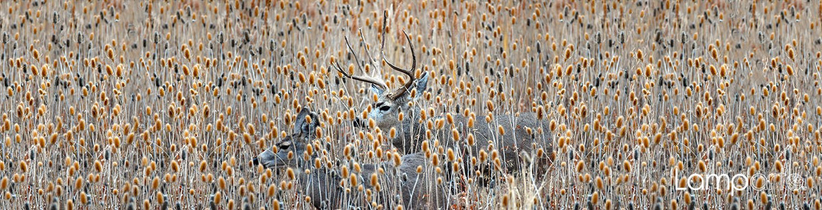 Mule Buck Deer