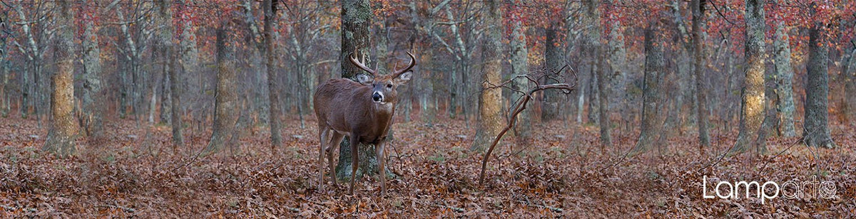 Whitetail Buck Deer
