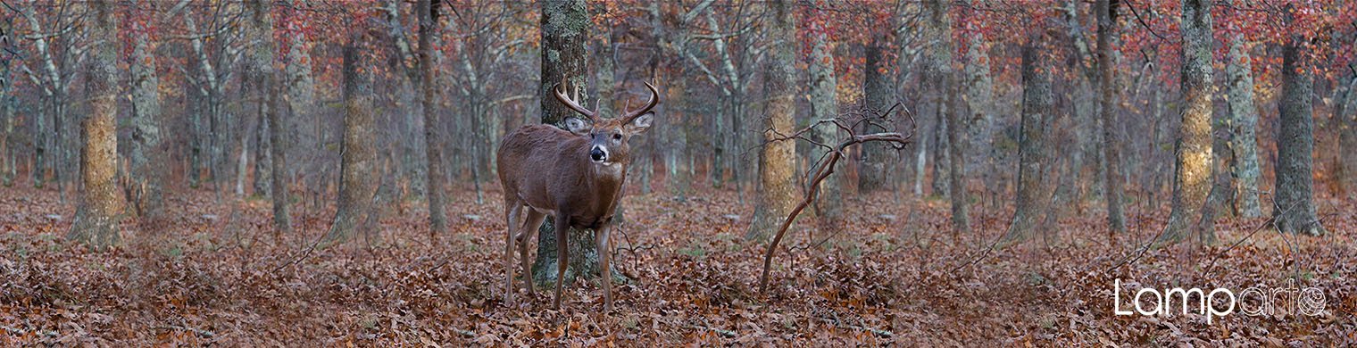 Whitetail Buck Deer