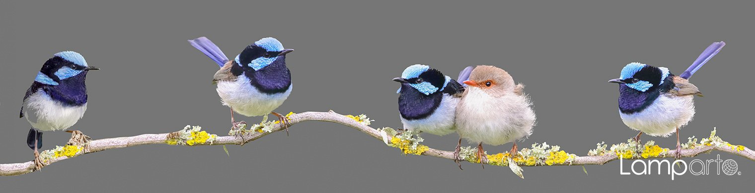 Superb Fairy Wren