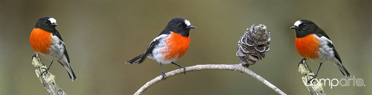 Scarlet Robin