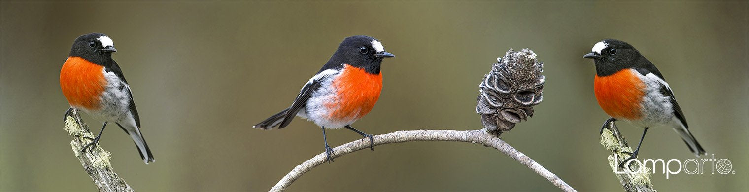 Scarlet Robin