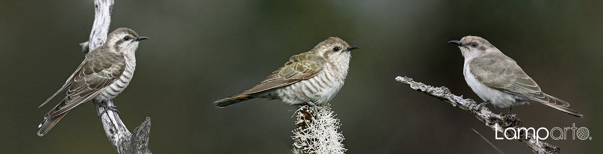 Bronze Cuckoo