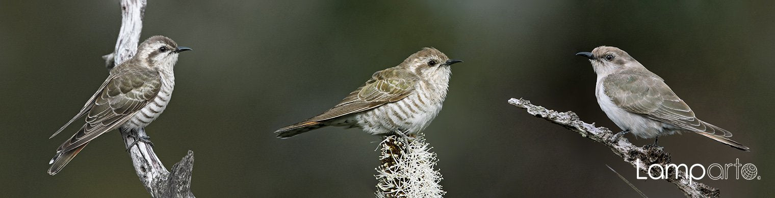 Bronze Cuckoo