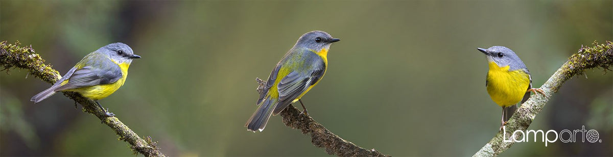 Eastern Yellow Robin