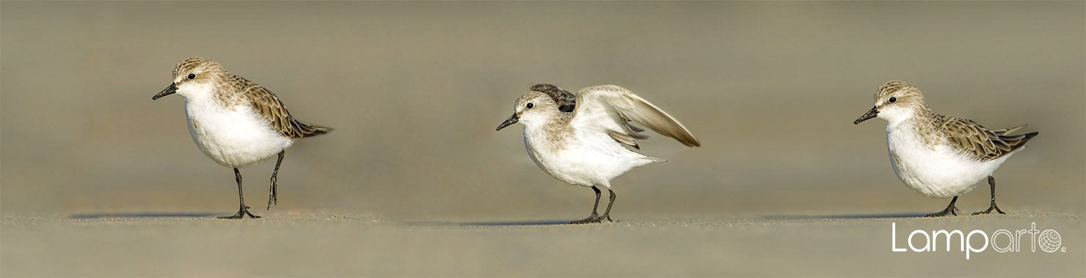 Sanderling