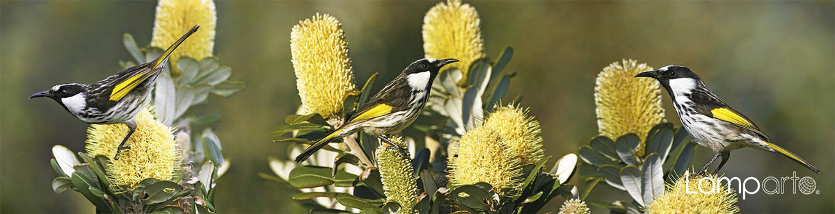 White-cheeked Honeyeater