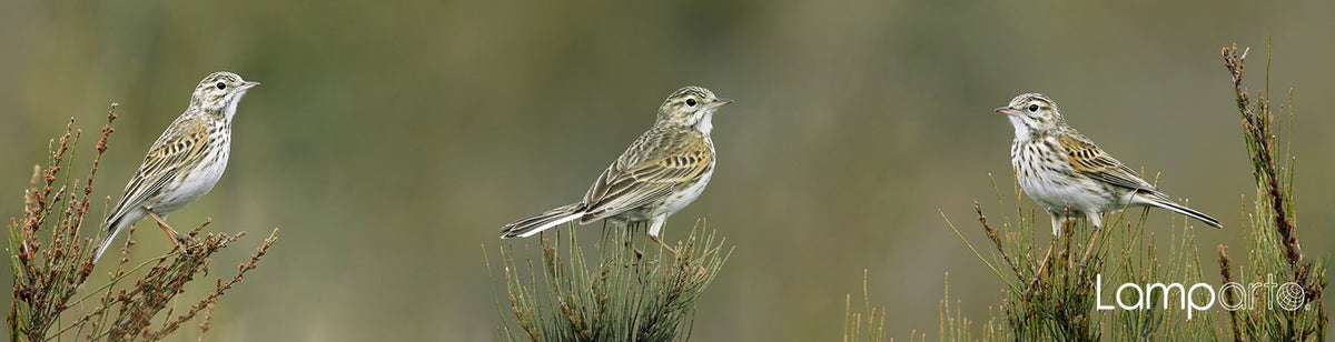 Australian Pipit