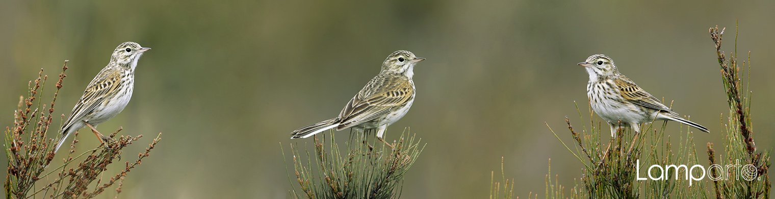 Australian Pipit