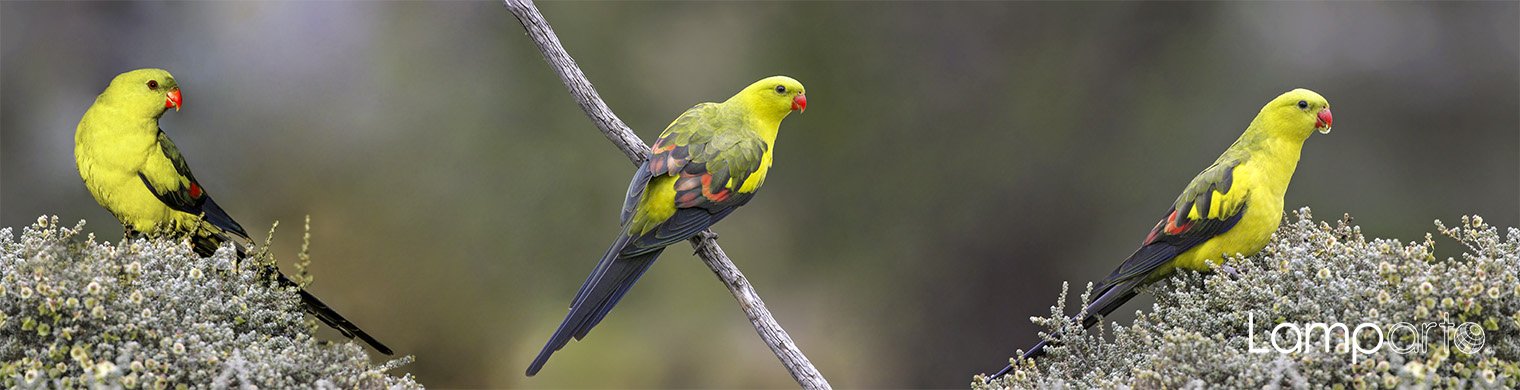 Regent Parrot