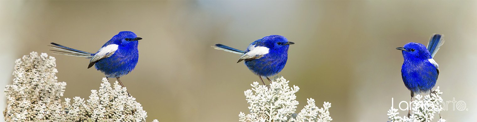 White-winged Fairy Wren