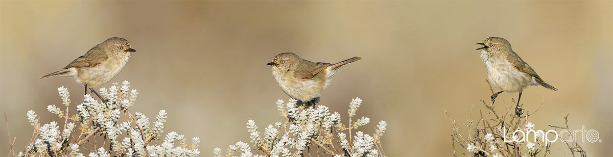 Slender-billed Thornbill