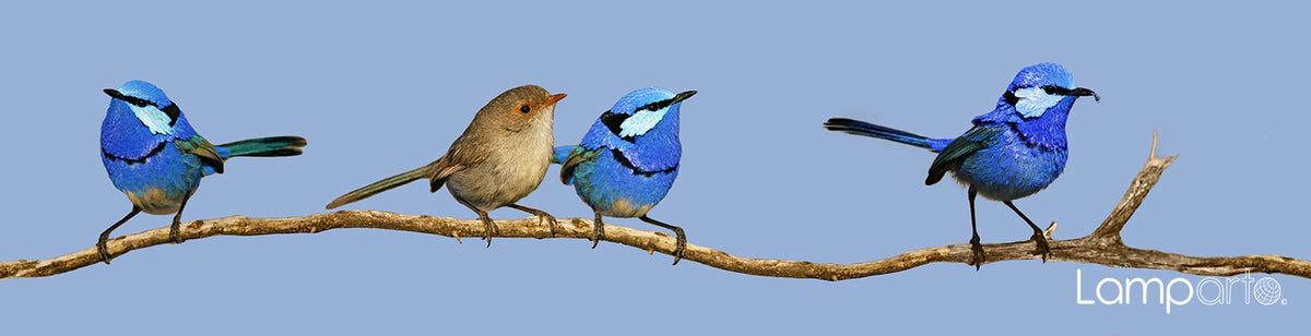 Splendid Fairy Wren