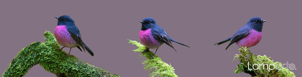 Pink Robin 1