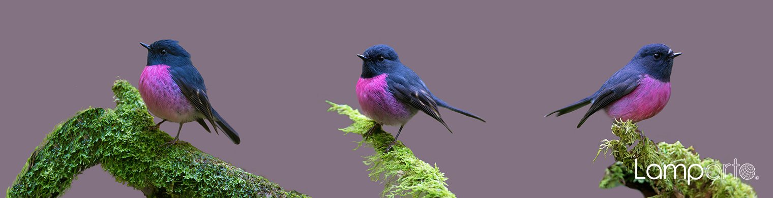 Pink Robin 1