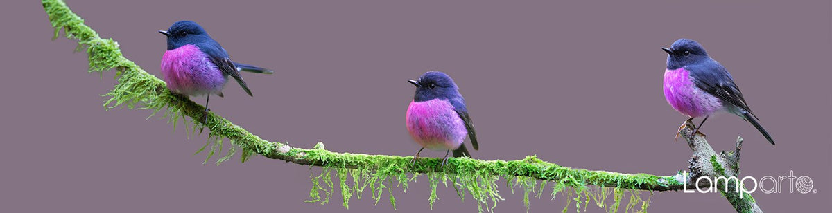 Pink Robin 2