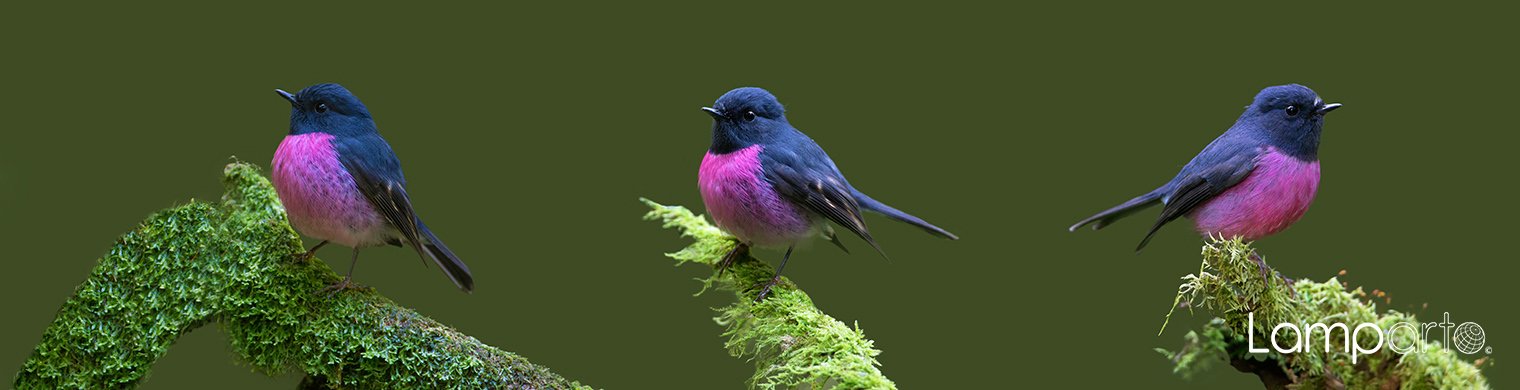 Pink Robin 3