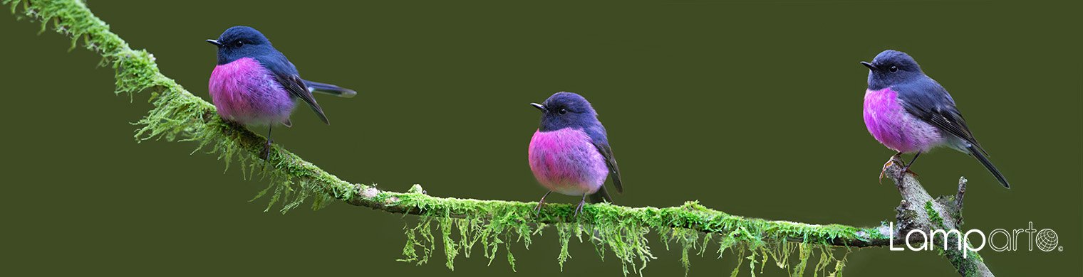 Pink Robin 4