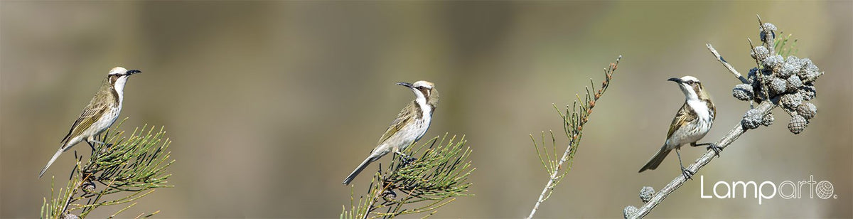 Tawny-crowned Honeyeater