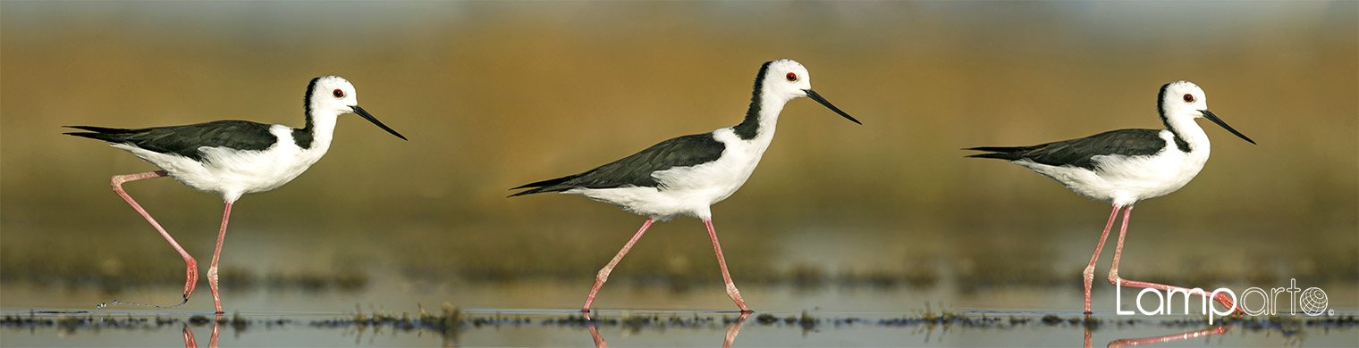 White-headed Stilt