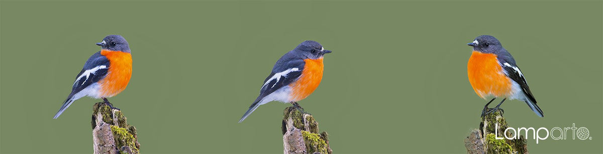 Flame Robin